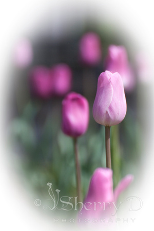 Tulip Dreams I