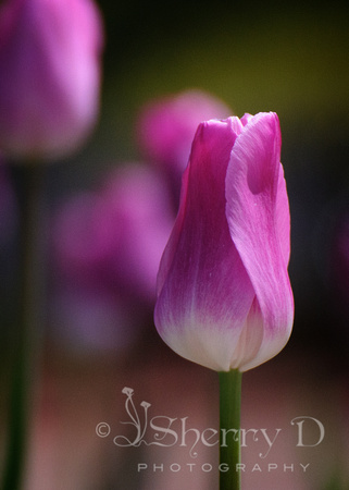 5x7-06514_pink_tulip