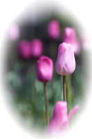 Tulip Dreams I