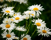 Riot of Daisies