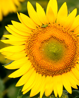 sunflower_grasshopper