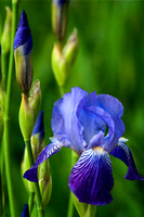 purple_iris