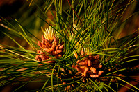 pinecone_nests