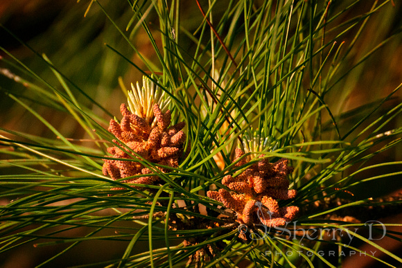pinecone_nests