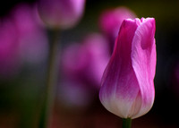 5x7-06514_pink_tulip-2