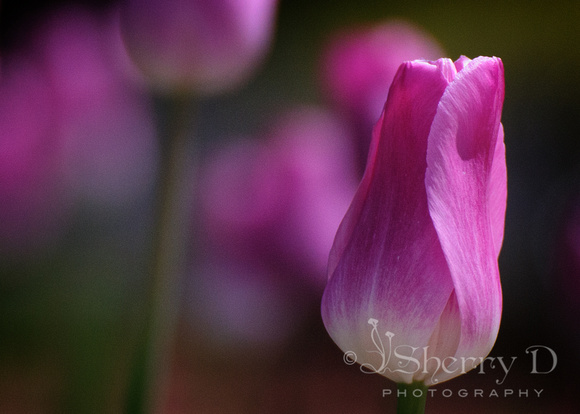5x7-06514_pink_tulip-2