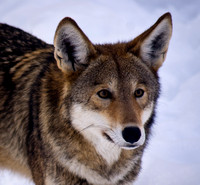 Red Wolf Up Close