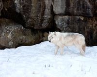 Gray Wolf in Winter