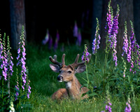 Lounging in the Lupines