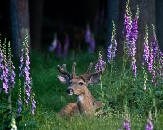 Lounging in the Lupines