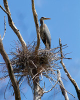 Great Blue Herons