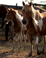 Chincoteague Island Pony Swim