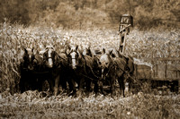 6x4-06781-Amish-16