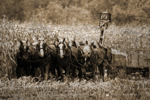 6x4-06781-Amish-16