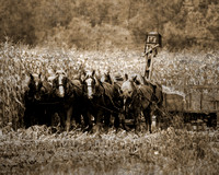 06781-Amish-16