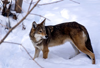 Red Wolf in Winter